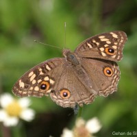 Junonia lemonias Linnaeus, 1758